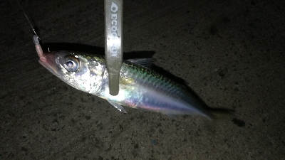 ナイトアジング