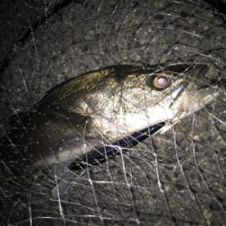 まだまだですね