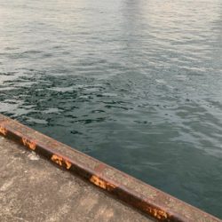 朝まづめのタチウオ釣り