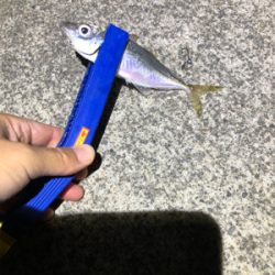 初淡路アジング