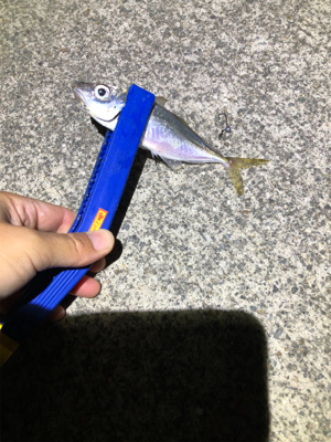 初淡路アジング