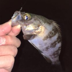 渋い中なんとかメバル