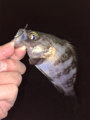 渋い中なんとかメバル