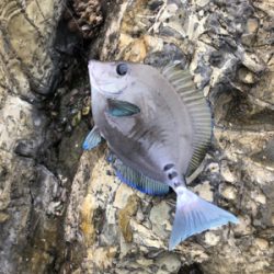 そろそろ寒グレ