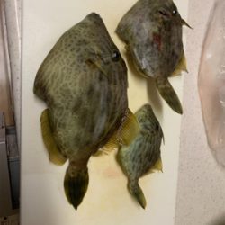 カワハギ乗り合い船