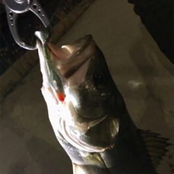 シーバスゲーム