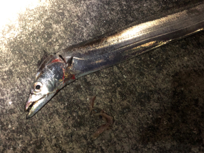 やっぱりホームエリア(^^)