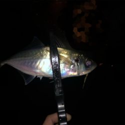 晩秋湾奥アジング