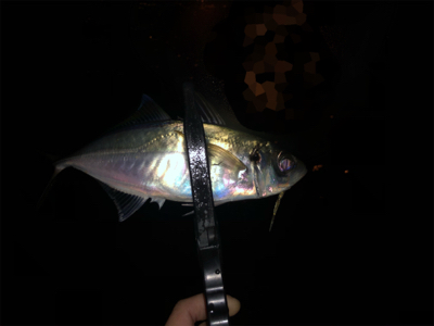 晩秋湾奥アジング