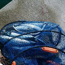 寒々ショアジギング