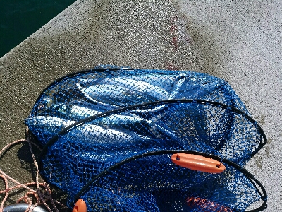 寒々ショアジギング