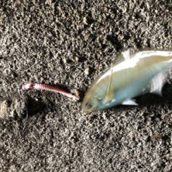 高砂 ナイトゲームに突入！