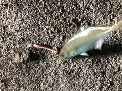 高砂 ナイトゲームに突入！