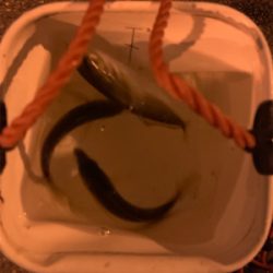 アジングのはずが…。