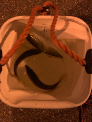 アジングのはずが…。