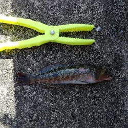 ボウズ回避からの・・・