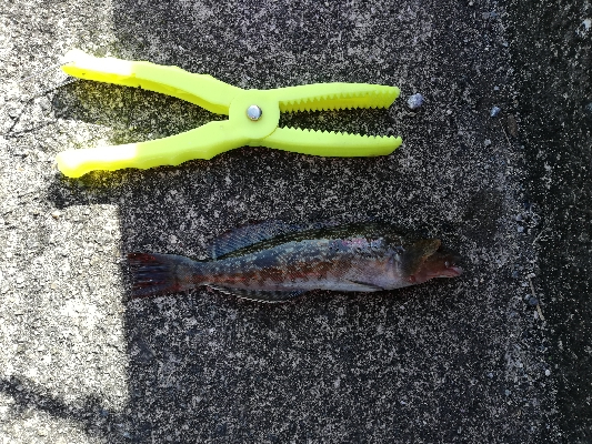 ボウズ回避からの・・・