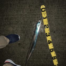 潮の動いている間のタチウオ