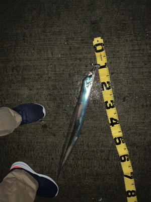 潮の動いている間のタチウオ