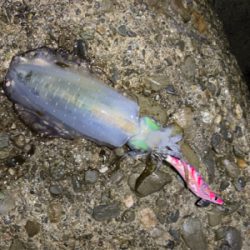 イカの居場所を探して