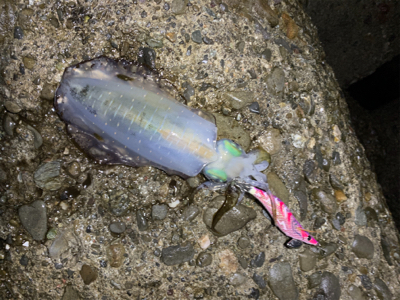 イカの居場所を探して