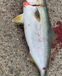 デカアジからのハマチ