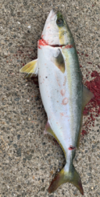 デカアジからのハマチ