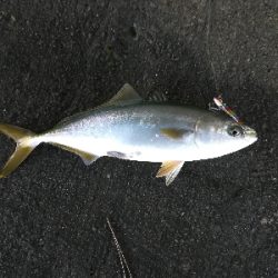 まだまだ青物回ってる