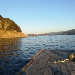 筏でアオリイカ