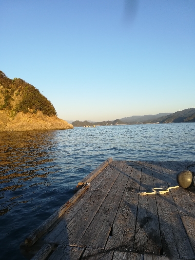 筏でアオリイカ