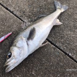 シーバス荒食い