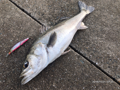 シーバス荒食い