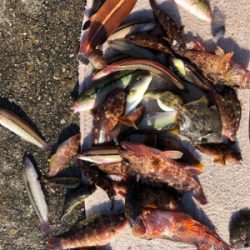 久々の投げ釣りでしたが❗️