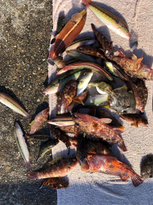 久々の投げ釣りでしたが❗&#…