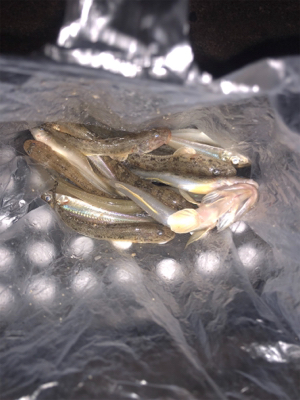 チョイ投げにてキス&ハゼ