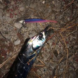 息子がドラゴン獲ったどー(^^)