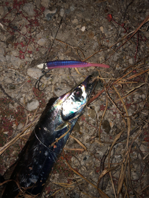 息子がドラゴン獲ったどー(^^)