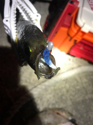 夕マヅメアジング