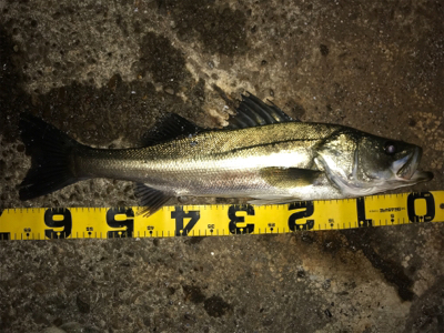 太刀魚多過ぎ！