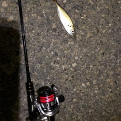 豆アジング タチウオがウヨウヨ