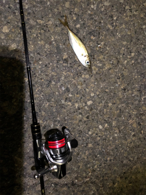 豆アジング タチウオがウヨウヨ