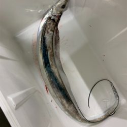 朝まづめタチウオ釣り