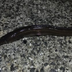 貝塚人工島タチウオ渋い