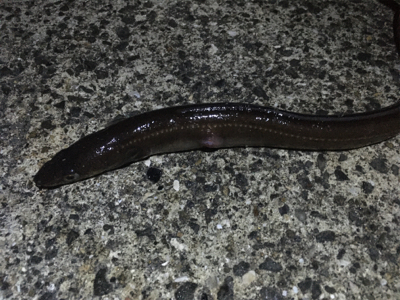 貝塚人工島タチウオ渋い