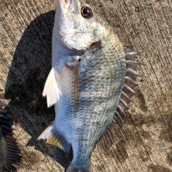 エビ撒き反応よし!