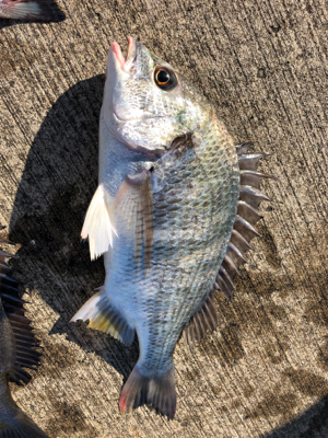 エビ撒き反応よし!