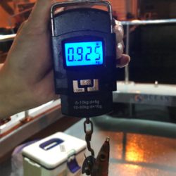 テップランで良型アオリイカ