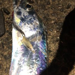 渋〜いタチウオ