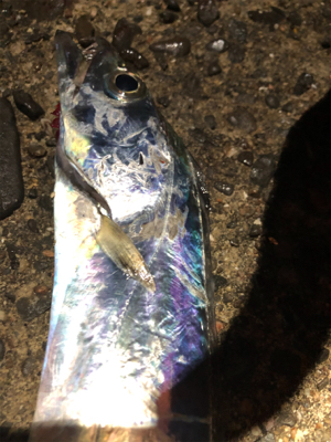 渋〜いタチウオ