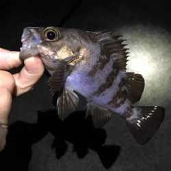 アジング・メバリング